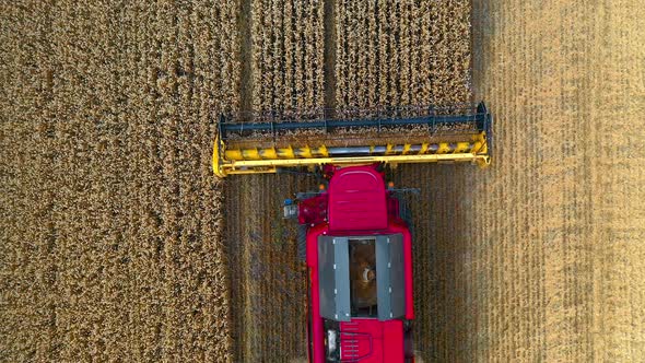 Harvester machine works in field. Agricultural combine machine harvesting wheat field