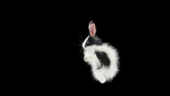 Rabbit Dancing 4K