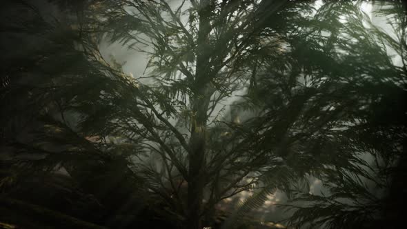 Morning with Fog in Sequoia National Park alt