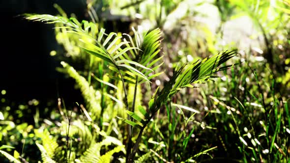 Sun Shining Into Tropical Forest