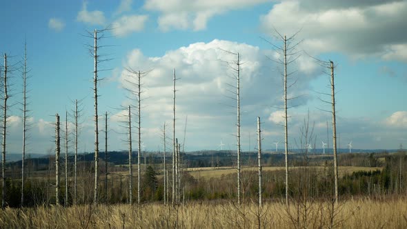 Bark Wood Beetle Pest Ips Typographus Infestation, Spruce and Bast Tree Infested Attacked By