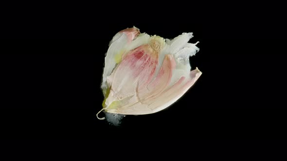 Isolated Garlic Clove Squishes in the Studio with Black Background