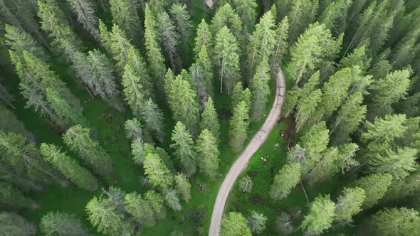 Aerial view of countryside road passing through the green forest