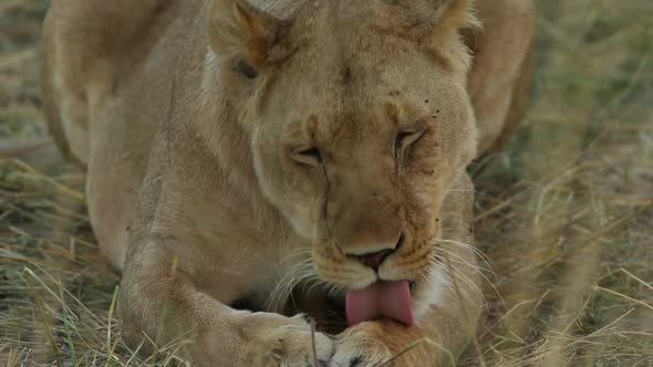 Lioness Grooming Herself