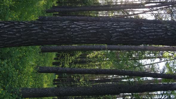 Vertical Video of a Beautiful Green Pine Forest on a Summer Day Slow Motion