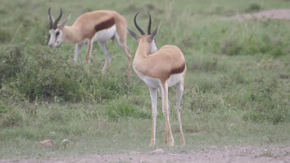 Springbok at the savanna of Khama Rhino Sanctuary