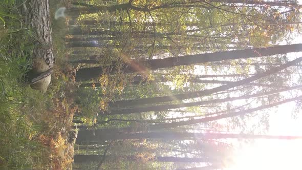 Vertical Video of Trees in the Forest in Autumn