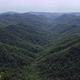 Drone View of a Dense Forest - VideoHive Item for Sale