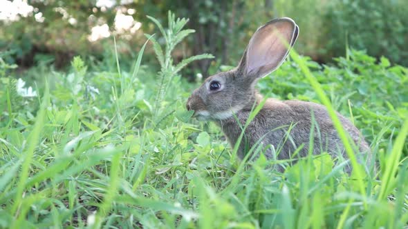 Cute Fluffy Light Gray Domestic Rabbit with Big Mustaches Ears Eats Young Juicy Green Grass Bright