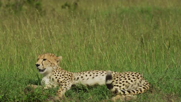 Cheetah lying in the grass