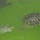 Some Dotted Turtles Swimming in a Green Pond on a Sunny Day in Summer - VideoHive Item for Sale