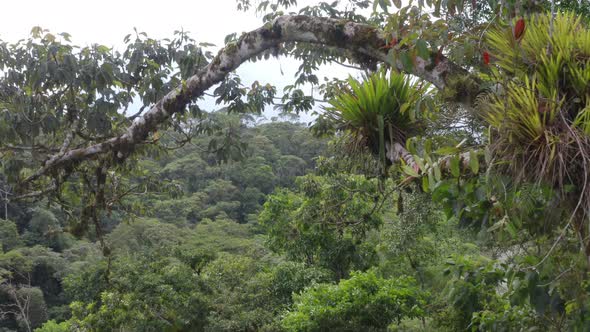 View of a rainforest, flying through branches of a tree covered in bromelias