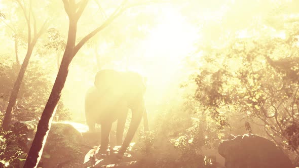 Slow Motion View of Elephant in Sun Light