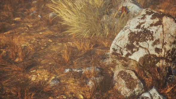 Dry Grass and Rocks Landscape