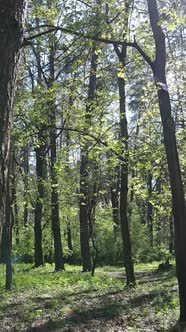 Vertical Video of Green Forest During the Day