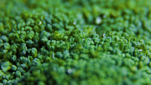 Close Up Green Fresh Broccoli Vegetables Rotating