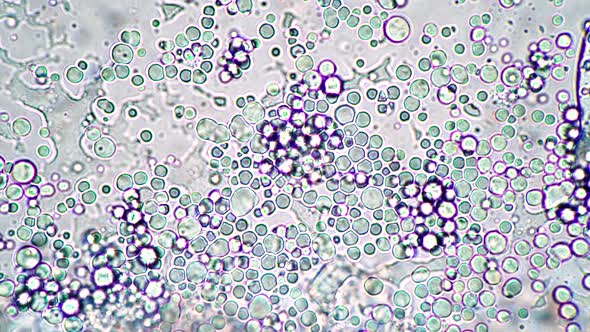 Bright Microcosm of Lactobacilli Under the Microscope