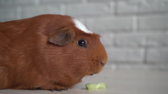 The Red Domestic Guinea Pig (Cavia Porcellus), Also Known As Cavy or Domestic Cavy