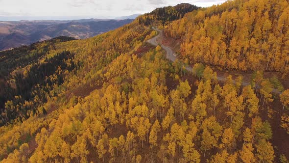 Aerial view above yellow aspen trees