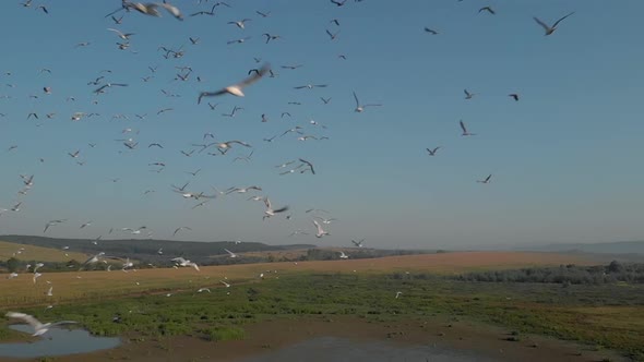 Birds Fly Over Wetland