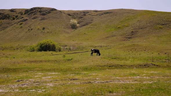 Black and White Cow Grazing on Meadow in Mountains. Cow on a Green Hill.