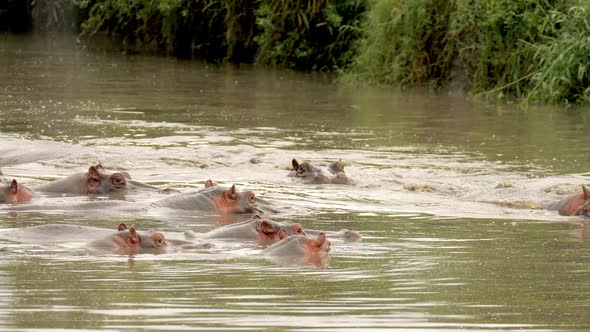 Leader Follow Group of Agressive Hippos Hippopotamus Amphibius Swimming Around in Dirty and Clouded