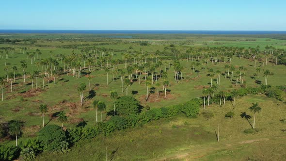 Nisibon Eco Park Field with Palm Trees