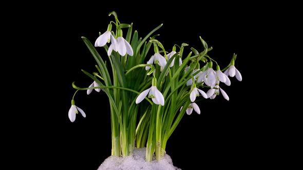 Timelapse of Snowdrop Flowers Opening and Melting Snow on a Black Background Closeup