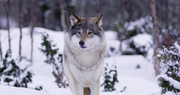 Magnificent Wolf at a Distance in Beautiful Winter Forest