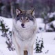 Magnificent Wolf at a Distance in Beautiful Winter Forest - VideoHive Item for Sale