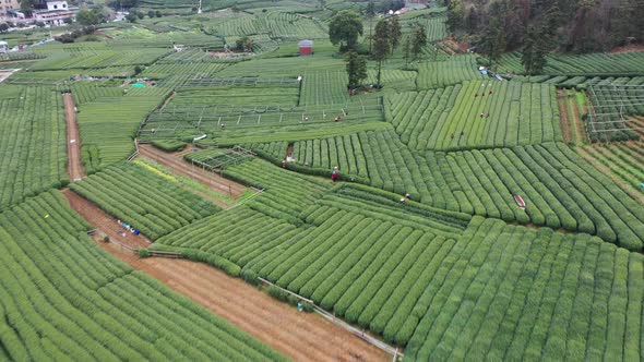 Tea plantation in mountain