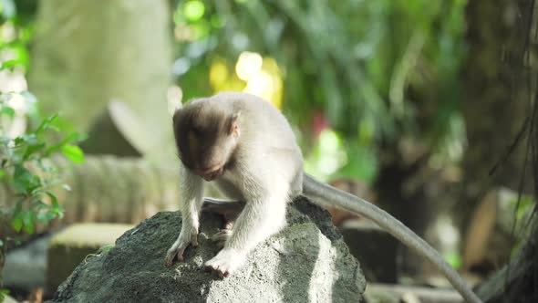 Monkeys in the Forest in Bali