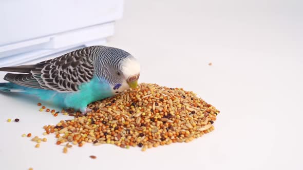 Blue Wavy Parrot Eats Bird Food on a White Background