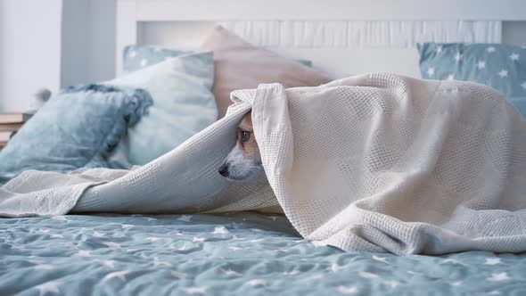 Portrait Cute Jack Russell Dog with Expressive Eyes Under Coverlet in Cozy Beautiful Modern Bedroom