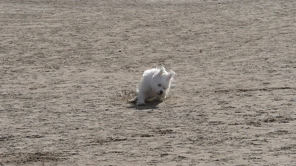 Coton de Tulear Dog, Female running on the sand, Camargue in the south east of France, Slow motion