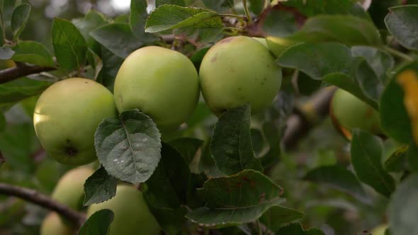 Three ripe apples growing on a tree branch close up shot