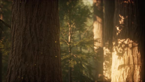 Wild Pine Forest at Sunrise