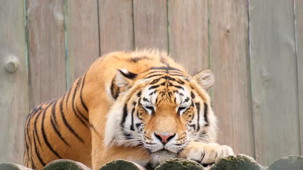 Close Up of a Striped Tiger on a Wooden Fence Background