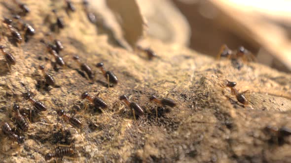 Group of Black Ants Walking on the Concrete Surface