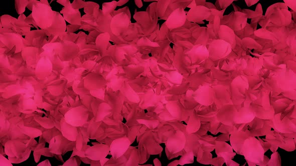 Rose Petals Transition alt