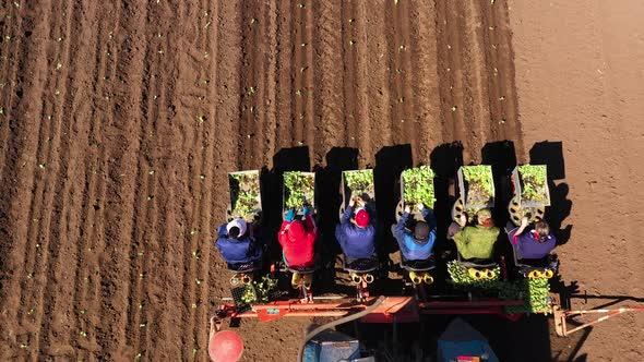 Planting Cabbage Seedlings Using a Combine