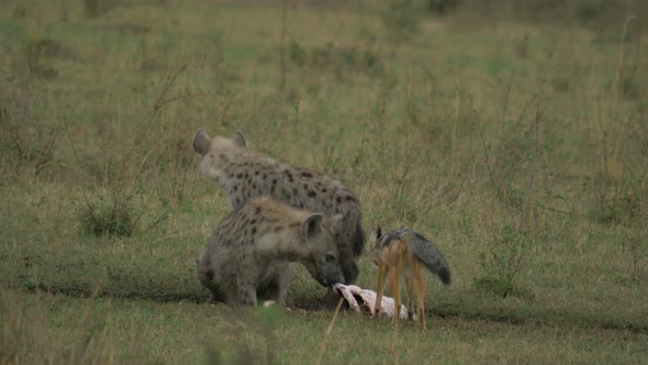 Hyenas and a jackal eating a carcass