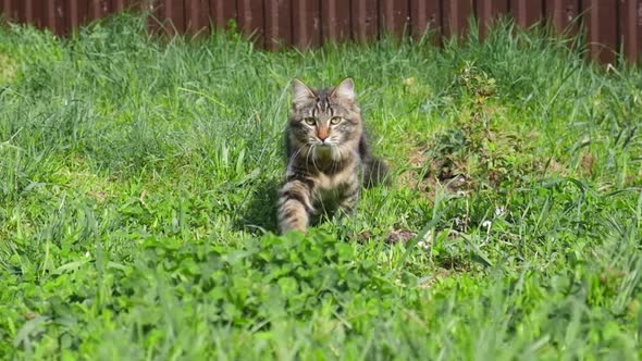 Funny Little Cat Walking Outdoors on Green Grass