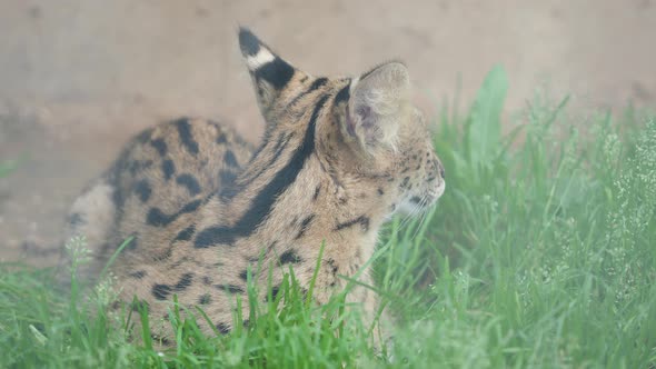 Serval Leptailurus Serval , Wild African Cat. Close Up Portrait.