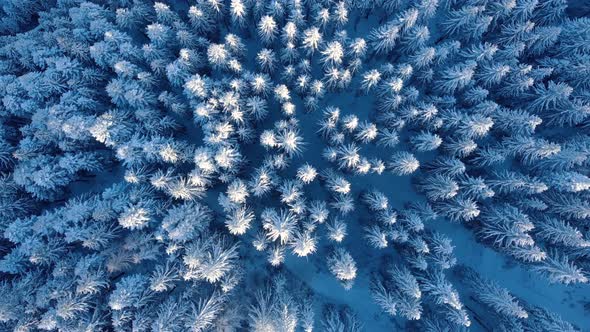 Top Down View Of Spruce Forest Covered In Snow During Winter