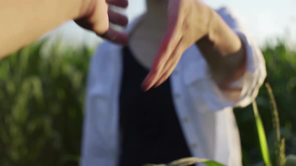 Handshake By A Farmer In A Green Field Of Corn Agriculture, Corn Farming Business Owners Shake Hands