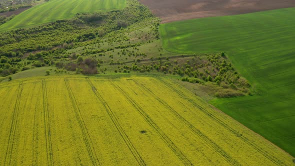 Rural area with yellow and green fields