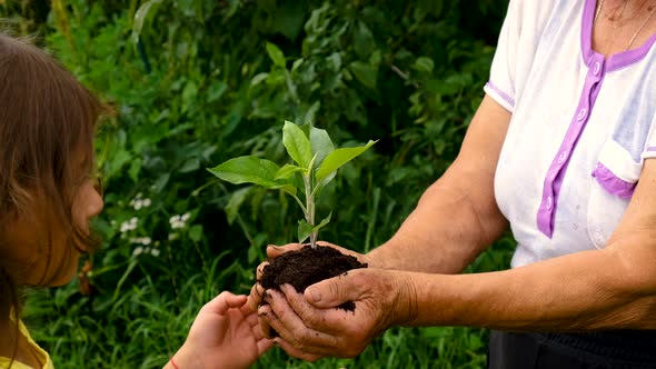 A Child and Grandmother are Planting a Plant in the Garden