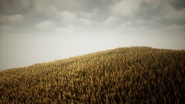 Dark Stormy Clouds Over Wheat Field alt