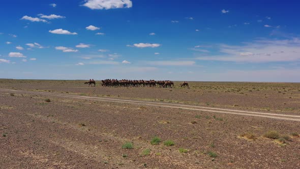 Aerial View of Bactrian Camels Group in Mongolia